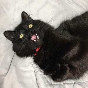 Meet your Posher, Mason